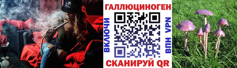 где найти   mega зеркало  Псилоцибиновые грибы Psilocybe  Нефтекумск 